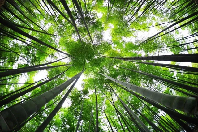 70万人次！宜宾春节假期多个景区游客量大增(图2)