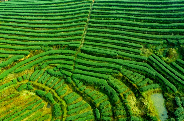 二月茶侠带你打Call|2021我与全球同纬首采新茶零距离活动(图6) 二月茶侠带你打Call|2021我与全球同纬首采新茶零距离活动(图6)