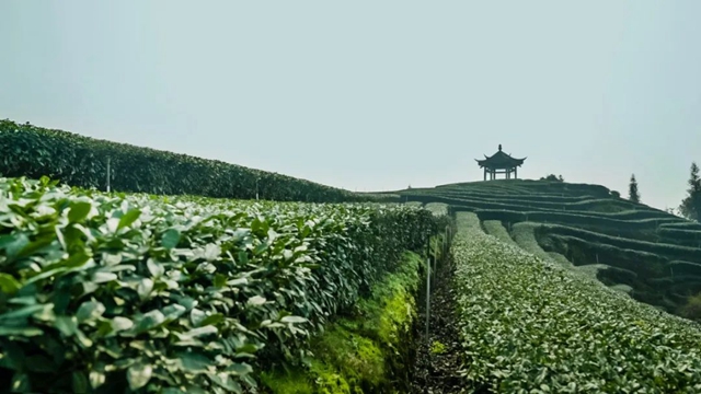 二月茶侠带你打Call|2021我与全球同纬首采新茶零距离活动(图5) 二月茶侠带你打Call|2021我与全球同纬首采新茶零距离活动(图5)