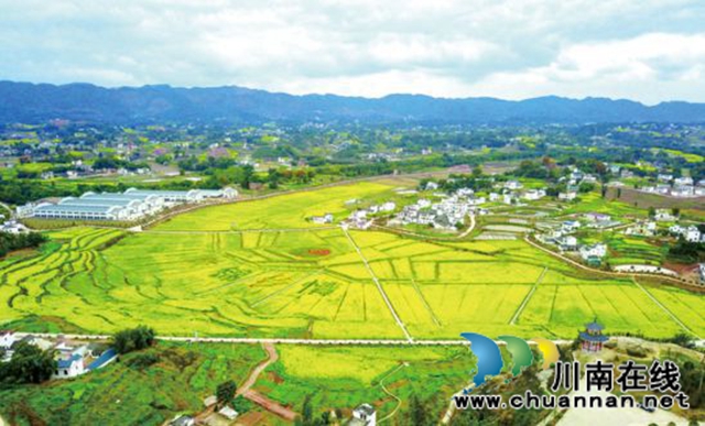 泸州市推进乡村振兴系列报道(二):产业兴旺美如画(图2) 泸州市推进乡村振兴系列报道(二):产业兴旺美如画(图2)