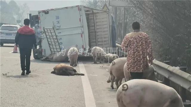 “二师兄”，哪里跑？内江境内这条高速上演“猪在囧途”……(图2)