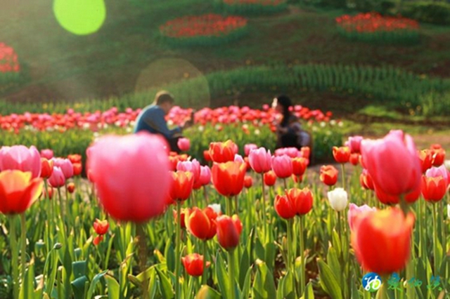 纳溪：看！这么“牛”的花“犇”您而来！(图1)