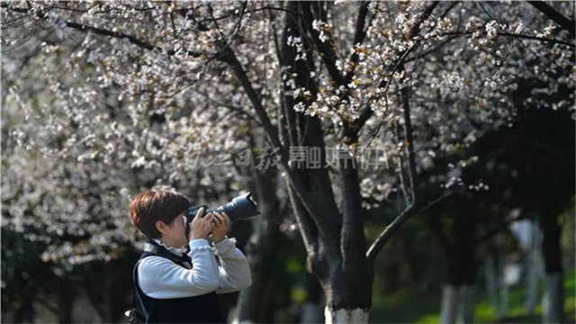 告市民：踏青赏花何必远行，内江城区这里满山斗艳争奇(图6)