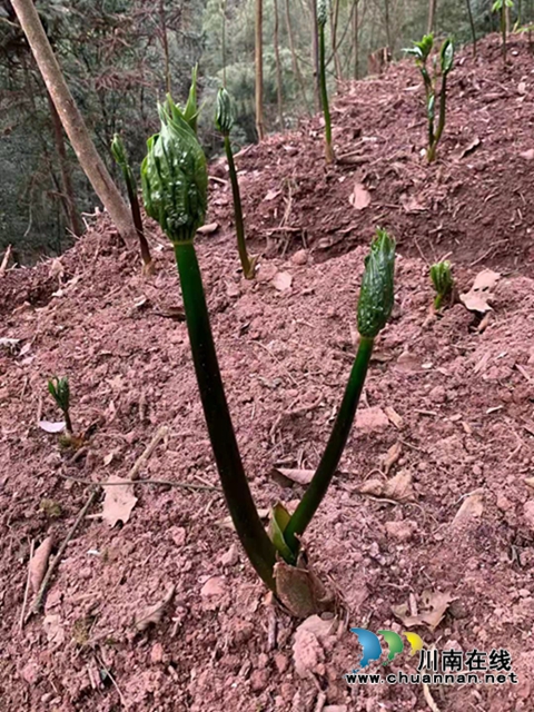 合江：山区林下的绿色精灵(图3)