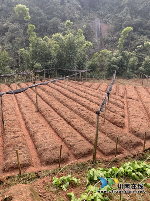 合江：山区林下的绿色精灵(图5)