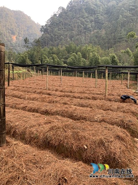 合江：山区林下的绿色精灵(图6)