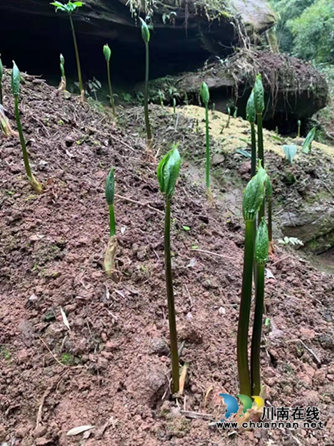 合江：山区林下的绿色精灵(图10)