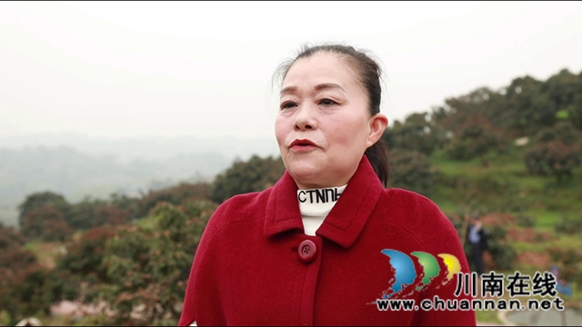 惊蛰时节万物长，合江荔枝管护忙(图5)