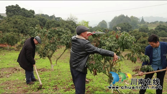 惊蛰时节万物长，合江荔枝管护忙(图7)