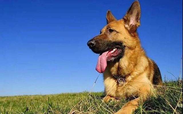 公开征集丨泸州消防6只搜救幼犬等你取名(图1)