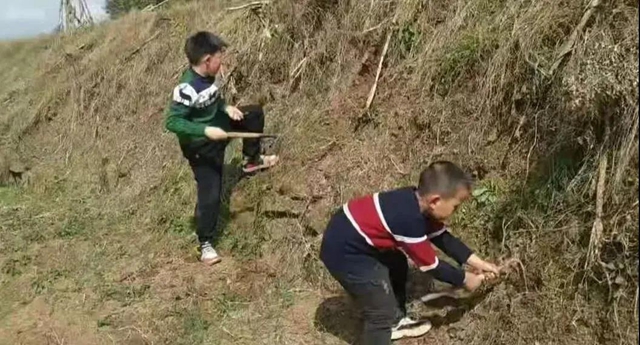 春暖花开，合江人挖野菜正当时……(图5)
