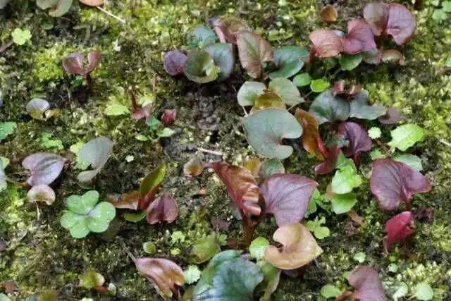 春暖花开，合江人挖野菜正当时……(图6)