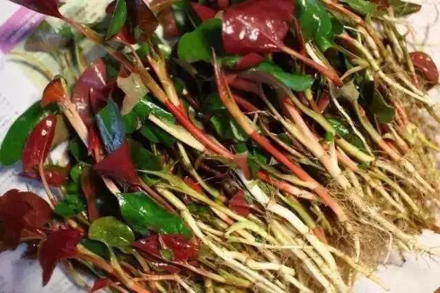 春暖花开，合江人挖野菜正当时……(图13)
