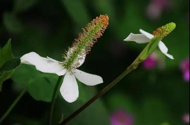 春暖花开，合江人挖野菜正当时……(图14)