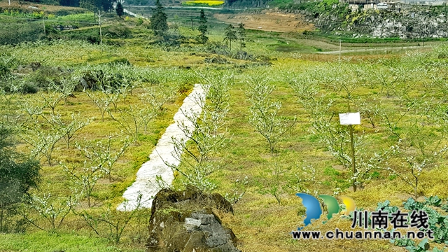 古蔺龙山：抓产业脱贫成效，奠乡村振兴基础(图5)