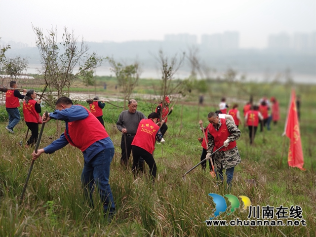 拥抱春天，播种绿色！龙马潭区罗汉街道开展植树节活动