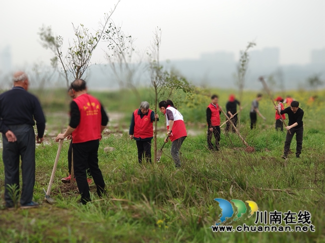 拥抱春天，播种绿色！龙马潭区罗汉街道开展植树节活动(图4)
