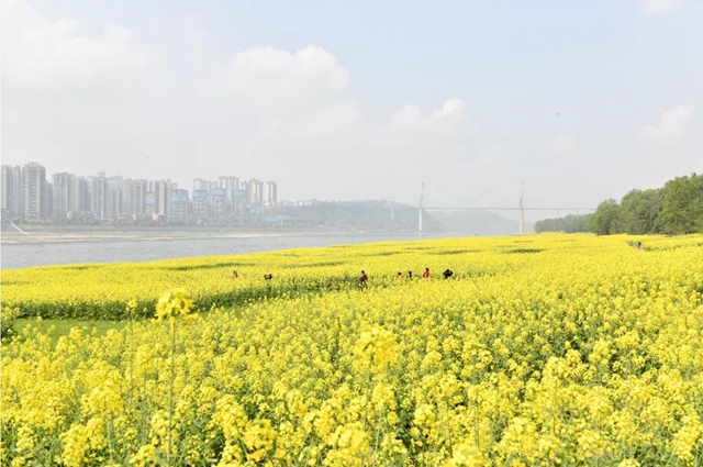 乡村文化旅游丨万亩油菜花海上央视，泸州这些地方也值得打卡(图3)