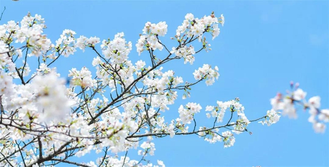西南医大附院9名援鄂医务人员受邀赴“樱花之约”(图9)
