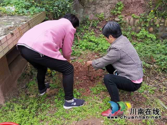 龙马潭区小市街道开展 “爱绿、护绿、共建绿色家园”植树节活动