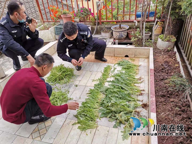 罂粟苗不治病，种罂粟是犯法！泸县云龙镇禁种铲毒在行动