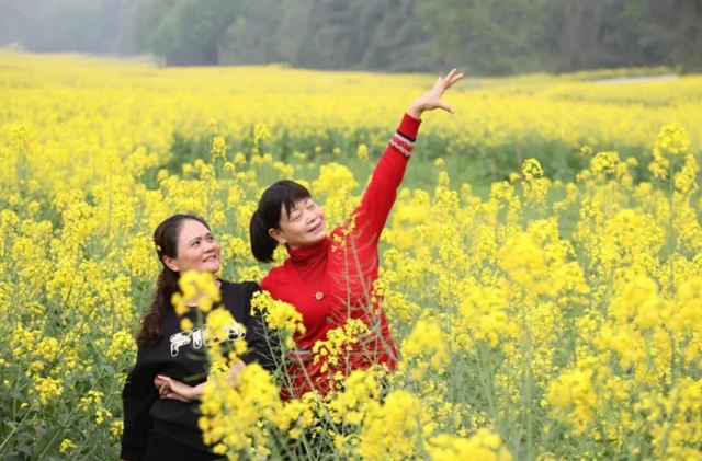 合江千亩油菜籽:不仅长势好,而且长姿还帅!(图1) 合江千亩油菜籽:不仅长势好,而且长姿还帅!(图1)