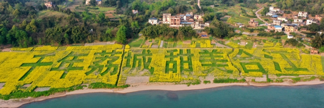 合江千亩油菜籽:不仅长势好,而且长姿还帅!(图3) 合江千亩油菜籽:不仅长势好,而且长姿还帅!(图3)