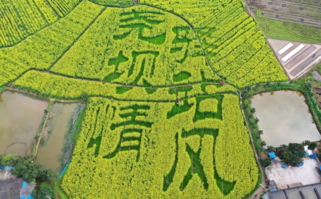 合江千亩油菜籽:不仅长势好,而且长姿还帅!(图4) 合江千亩油菜籽:不仅长势好,而且长姿还帅!(图4)