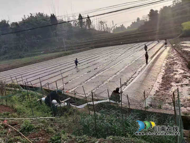 宜宾南溪区长兴镇：春耕正当时，水稻播种忙