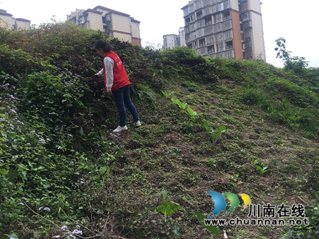 江阳区华阳街道开展禁种铲毒踏查工作