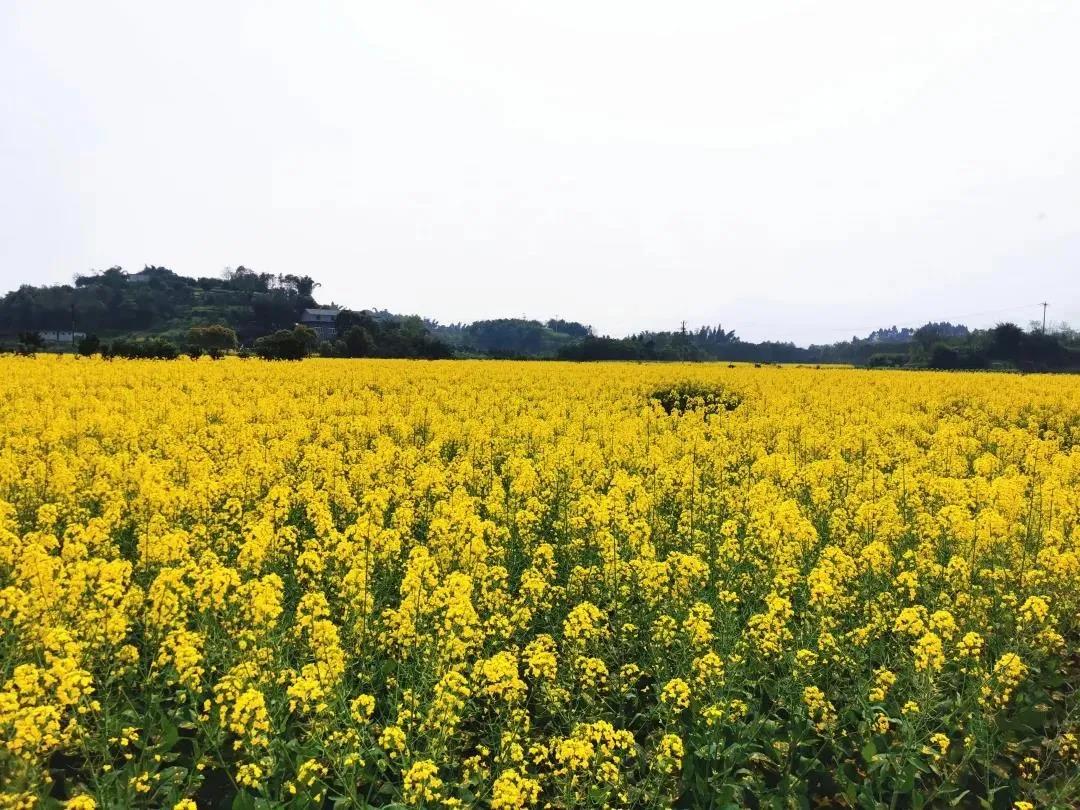 全省100个赏春点及精品线路,泸州有这些(图17) 全省100个赏春点及精品线路,泸州有这些(图17)
