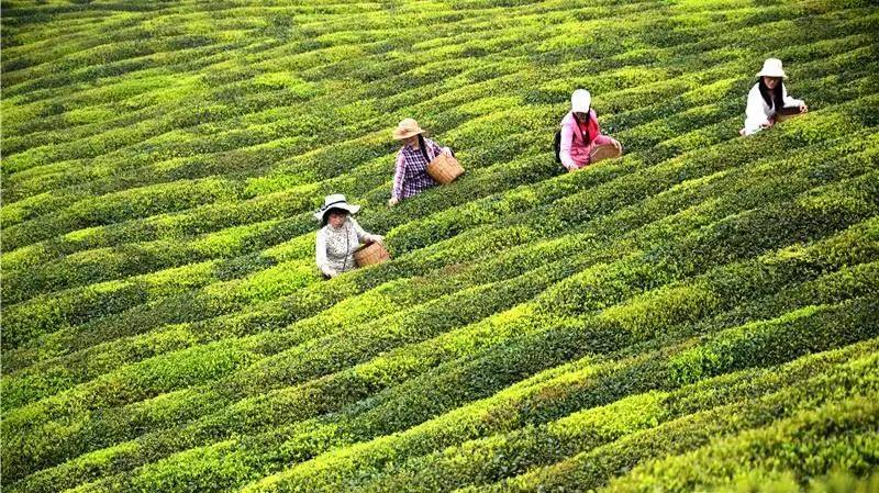采茶制茶!在内江周边,就能体验《向往的生活》同款慢节奏(图1) 采茶制茶!在内江周边,就能体验《向往的生活》同款慢节奏(图1)