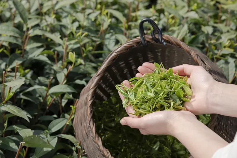 采茶制茶!在内江周边,就能体验《向往的生活》同款慢节奏(图6) 采茶制茶!在内江周边,就能体验《向往的生活》同款慢节奏(图6)
