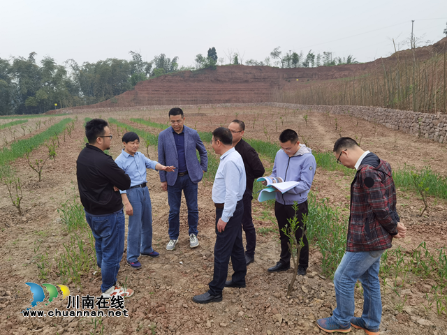 合江县2019-2020年长江干支流沿岸10公里范围内废弃露天矿山生态修复项目通过省级验收