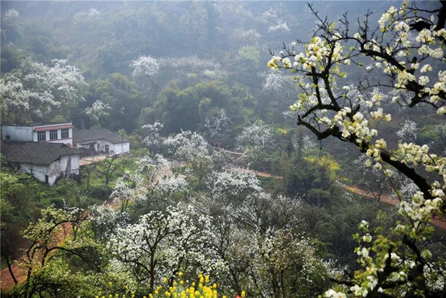 乡村文化旅游丨泸州城区这几条乡村旅游线路，你选哪个？(图4)