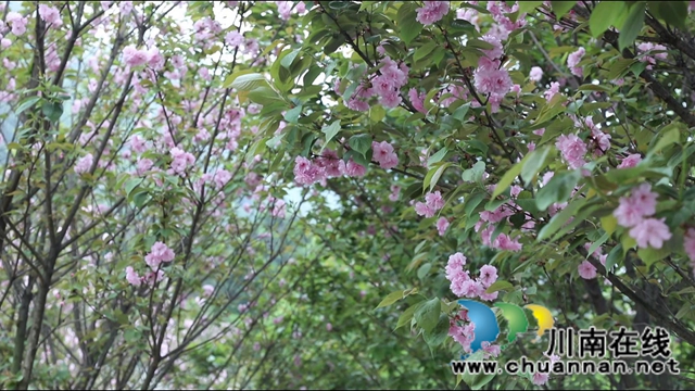 春光正好，合江城市“后花园”建设如火如荼
