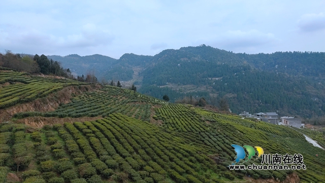 古蔺：以“茶”为媒，生态颜值变经济价值；贫困山村，绘就乡村振兴美好图景(图6)