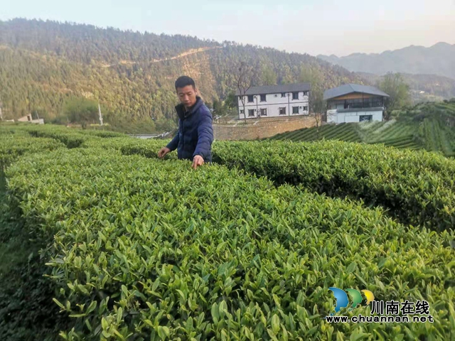古蔺：以“茶”为媒，生态颜值变经济价值；贫困山村，绘就乡村振兴美好图景(图15)