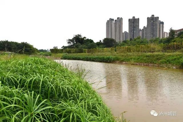世界水日·中国水周 | 泸州城管护水有方(图3)