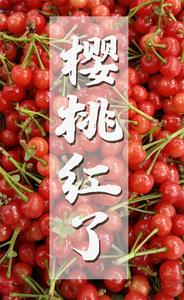 红了！熟了！宜宾周边樱桃采摘攻略来啦！现在去正好！