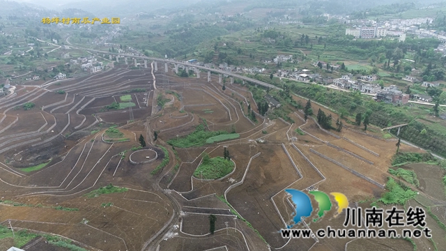 古蔺县龙山镇杨坪村：产业基地如画卷，乡村振兴有基础