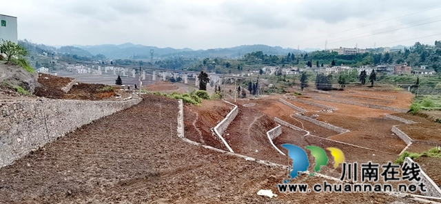 古蔺县龙山镇杨坪村：产业基地如画卷，乡村振兴有基础(图4)