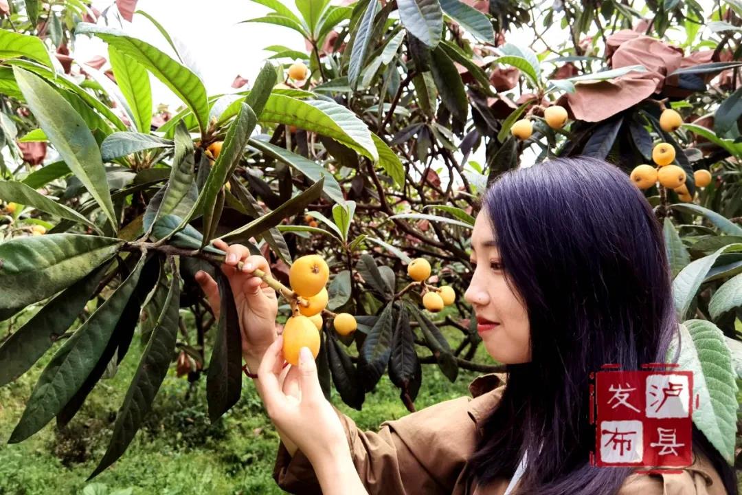 又大又甜！泸县这里的枇杷熟了(图2)