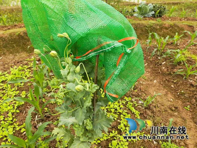 泸县云龙镇：一株罂粟，打破一方宁静