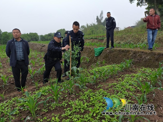 泸县云龙镇：一株罂粟，打破一方宁静(图2)