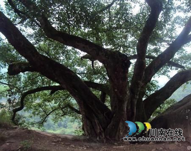陈大刚：故乡那棵黄桷树（小说）