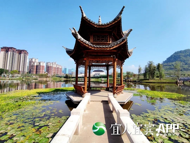宜宾龙头山竹文化生态公园5月1日部分开园(图1)