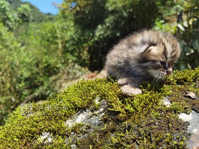 古蔺黄荆老林发现的这只“猫”太萌了，还是国家二级保护动物(图1)
