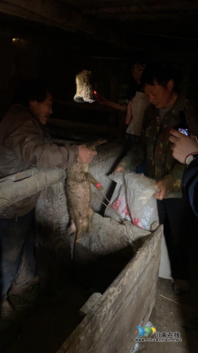“稻谷”变“猪仔” 古蔺县法院成功执结一起赡养费纠纷