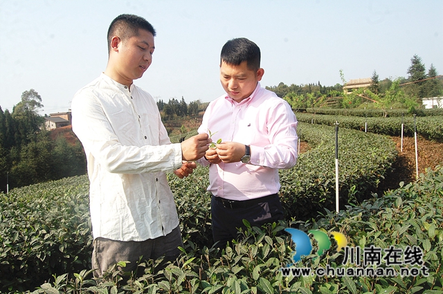 小荷才露尖尖角！纳溪“拂羽翠芽”斩获第十届四川国际茶业博览会金奖(图3)